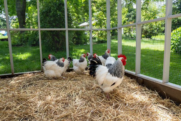 So, You’re Bringing Home Chickens? Read This First.
