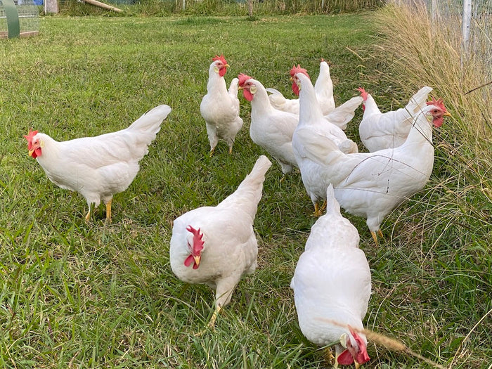 Which Chicken Breed Is Right For You? Find The Chook That Fits Your Life