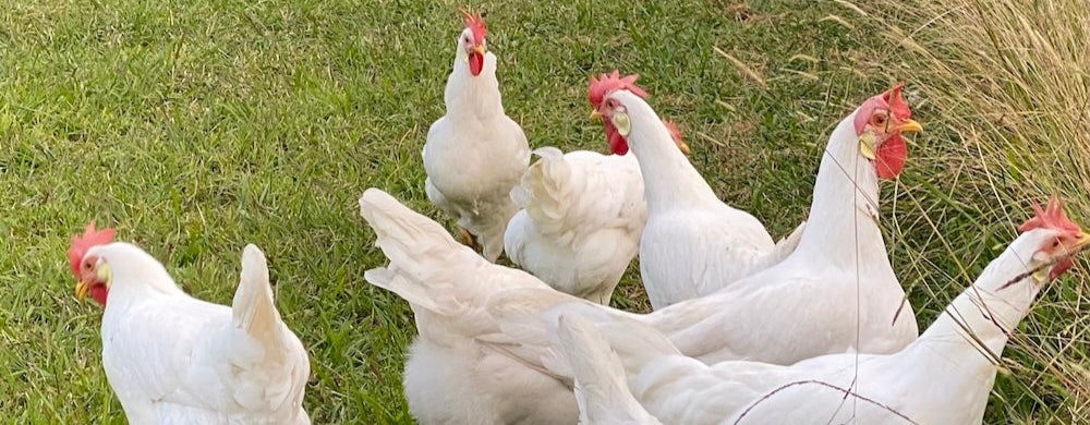 The Best Egg-Laying Chicken Breeds for Your Backyard