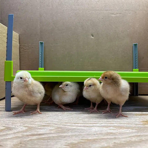 Chick Heating Plate | Adjustable Brooder Plate for Baby Chicks