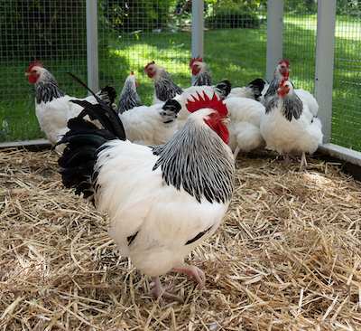 Light Sussex Chickens
