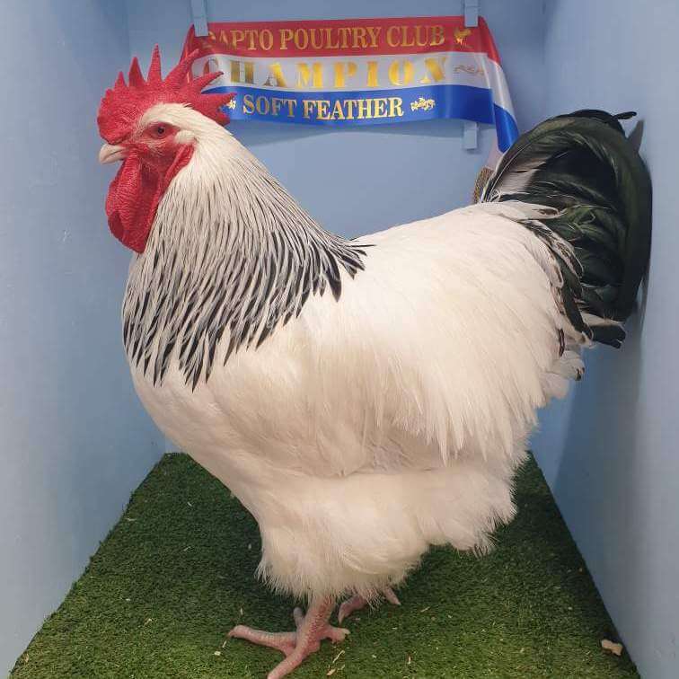 OUR AWARD WINNING LIGHT SUSSEX COCKEREL