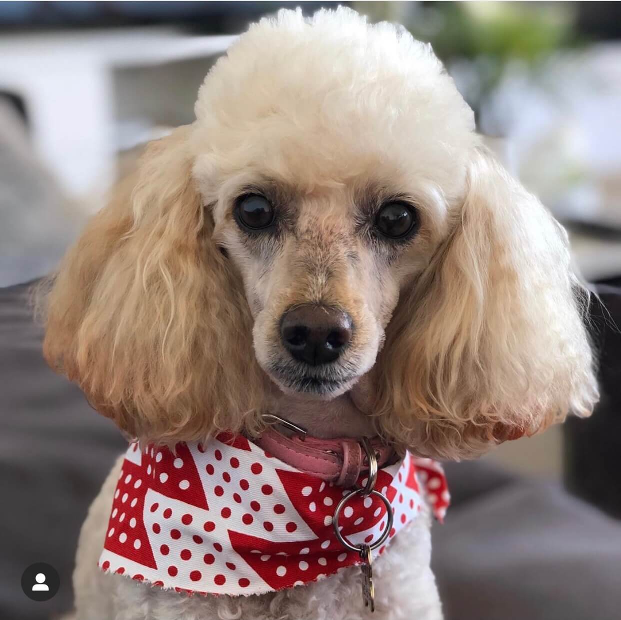 Parris the poodle from The Poodle and The Hen