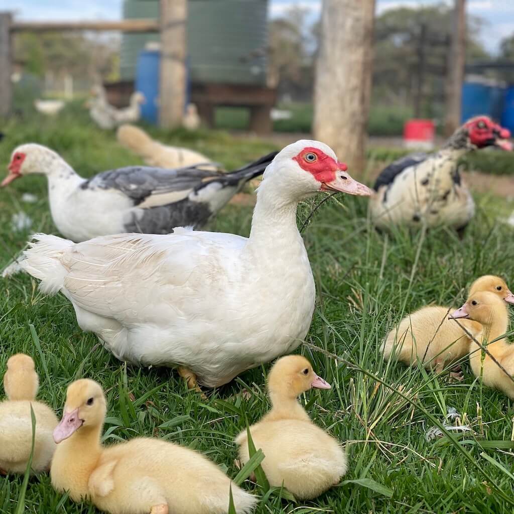 Pekin Ducks & Ducklings at The Poodle and The Hen farm