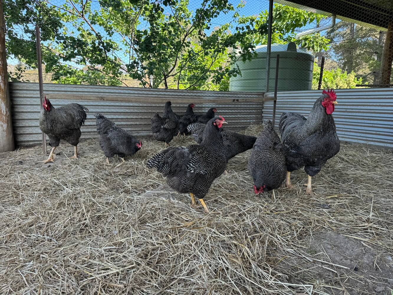 Plymouth Rock Chickens