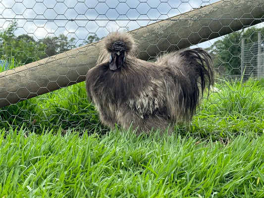 Silkie Chickens