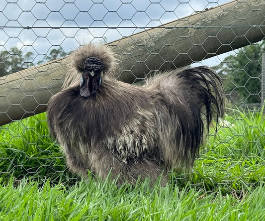 Silkie Chickens