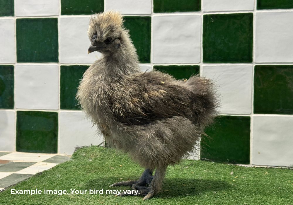 Silkie Chickens Australia | Backyard Pet Chicken Breed