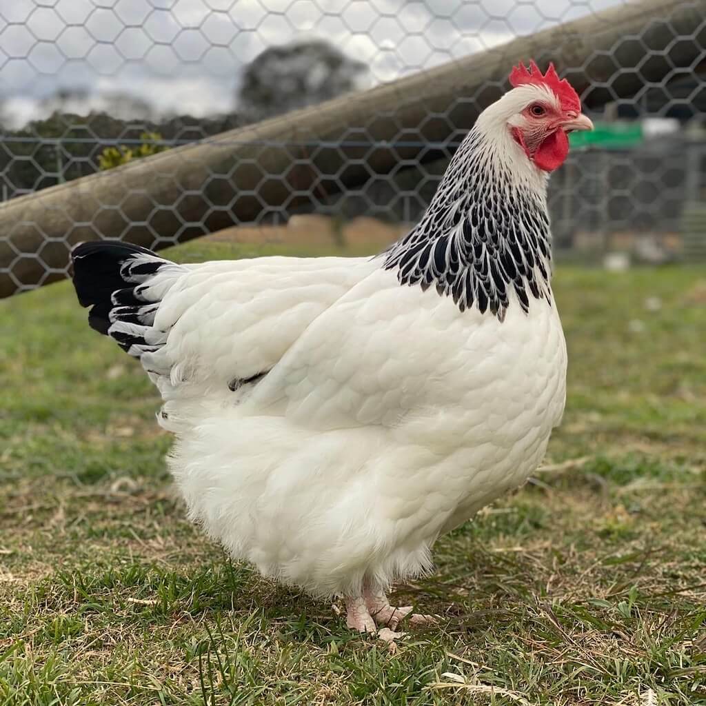 THE POODLE AND THE HEN - LIGHT SUSSEX CHICKEN