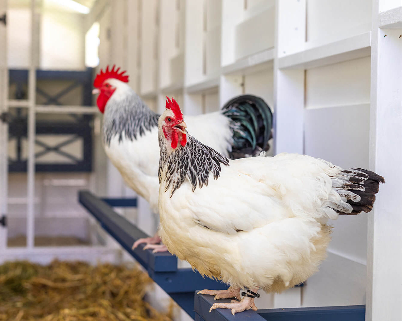 The Poodle and The Hen premium chicken breeding