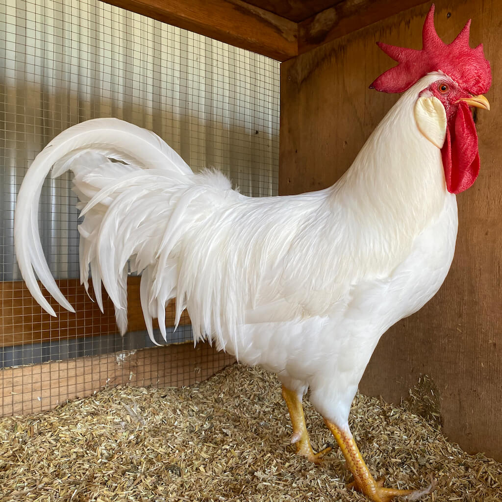 WHITE LEGHORN COCKEREL IN BOX