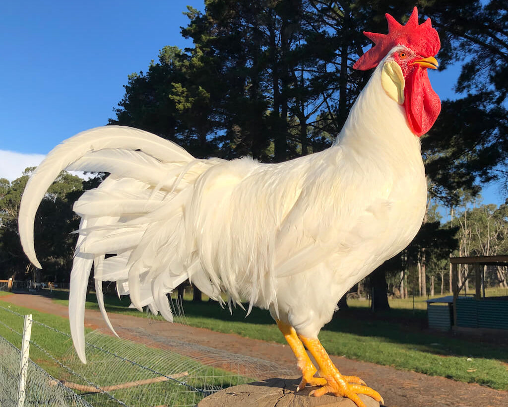 WHITE LEGHORN COCKEREL ON A POST AT THE FARM