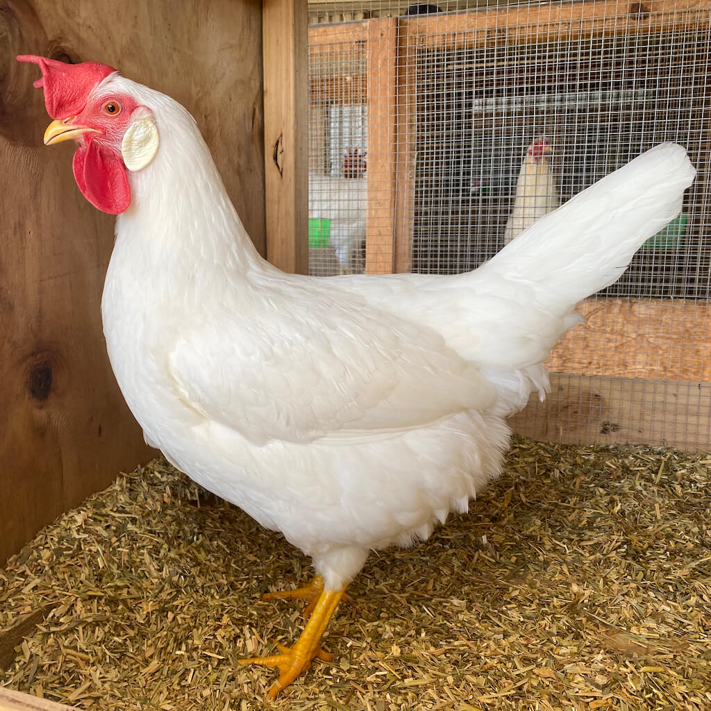 WHITE LEGHORN HEN IN A BOX