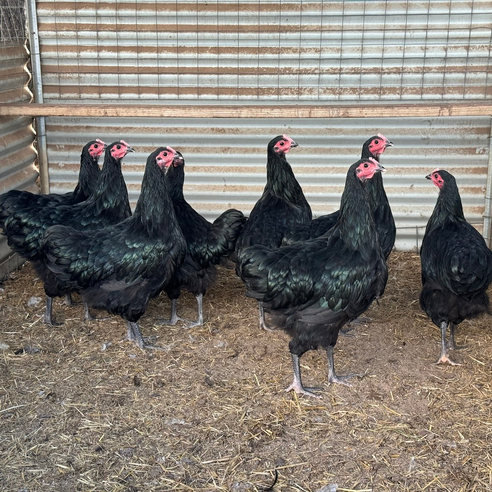 Why You Need An Australorp In Your Backyard