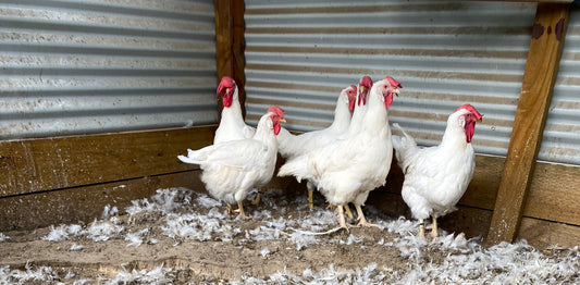 Why Are My Chickens Moulting!?