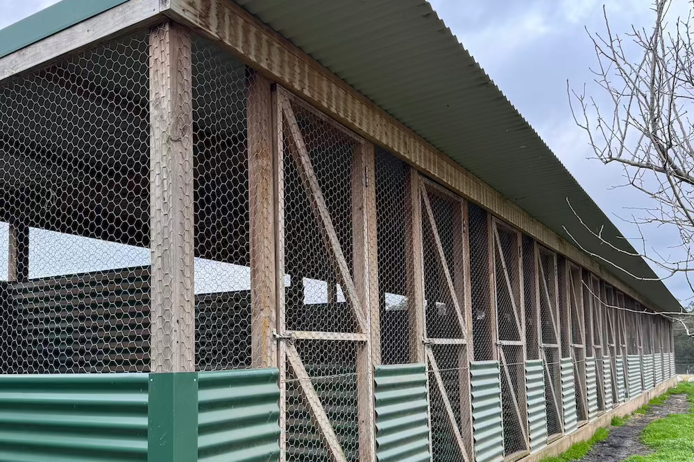 How to Set Up a Breeding Pen for Chickens