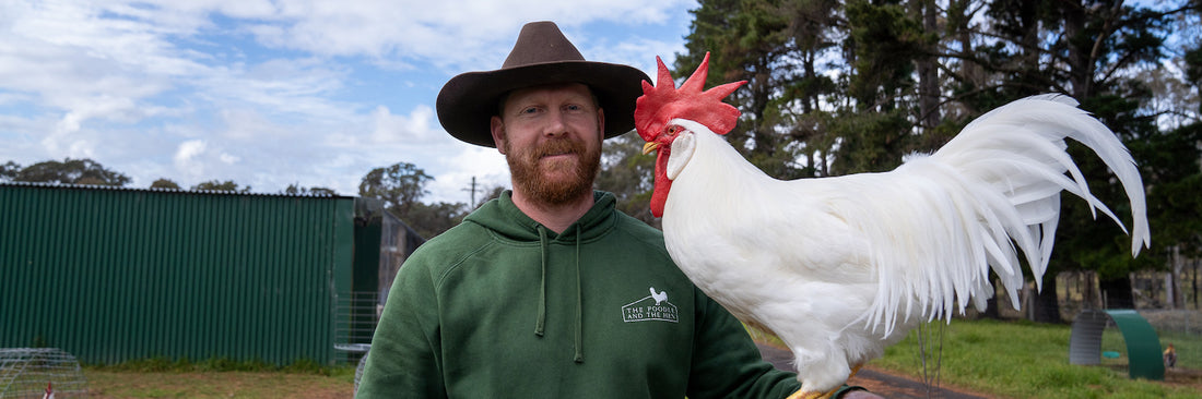 The Beauty of Leghorn Chickens