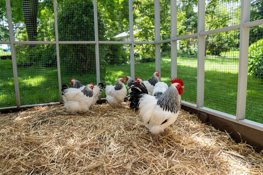 So, You’re Bringing Home Chickens? Read This First.
