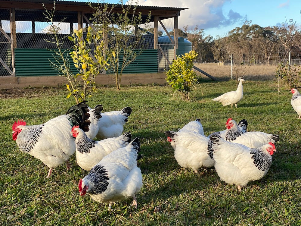What Makes an Exhibition-Quality Bird? Poultry Judging Criteria Explained
