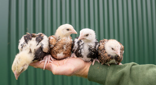 The Best Chicken Breeds for Dual Purpose - Egg Laying & Meat