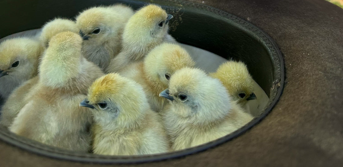 What to Consider When Buying Your First Chickens