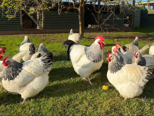 Rest, recovery and the basics: how we care for our breeding birds