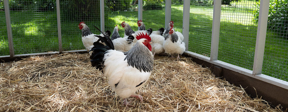 Exhibition Quality vs Backyard Quality Chickens: What's the Difference?