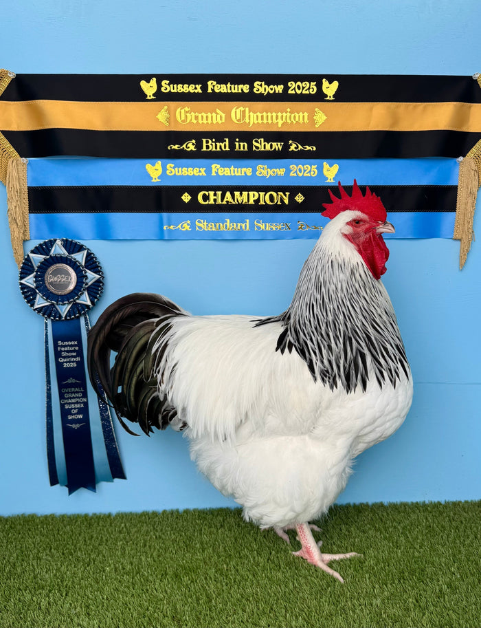 How to Prepare Chickens for a Poultry Show