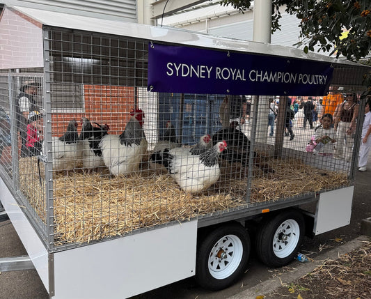 What Makes an Exhibition-Quality Bird? Poultry Judging Criteria Explained