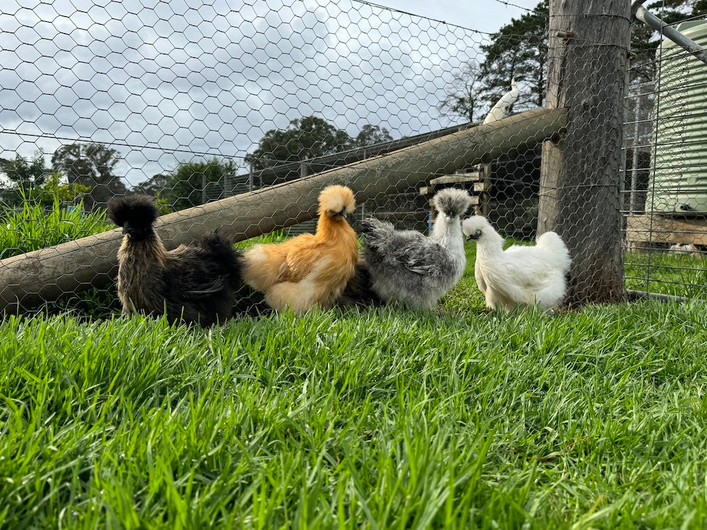 The Best Backyard Chicken Breeds