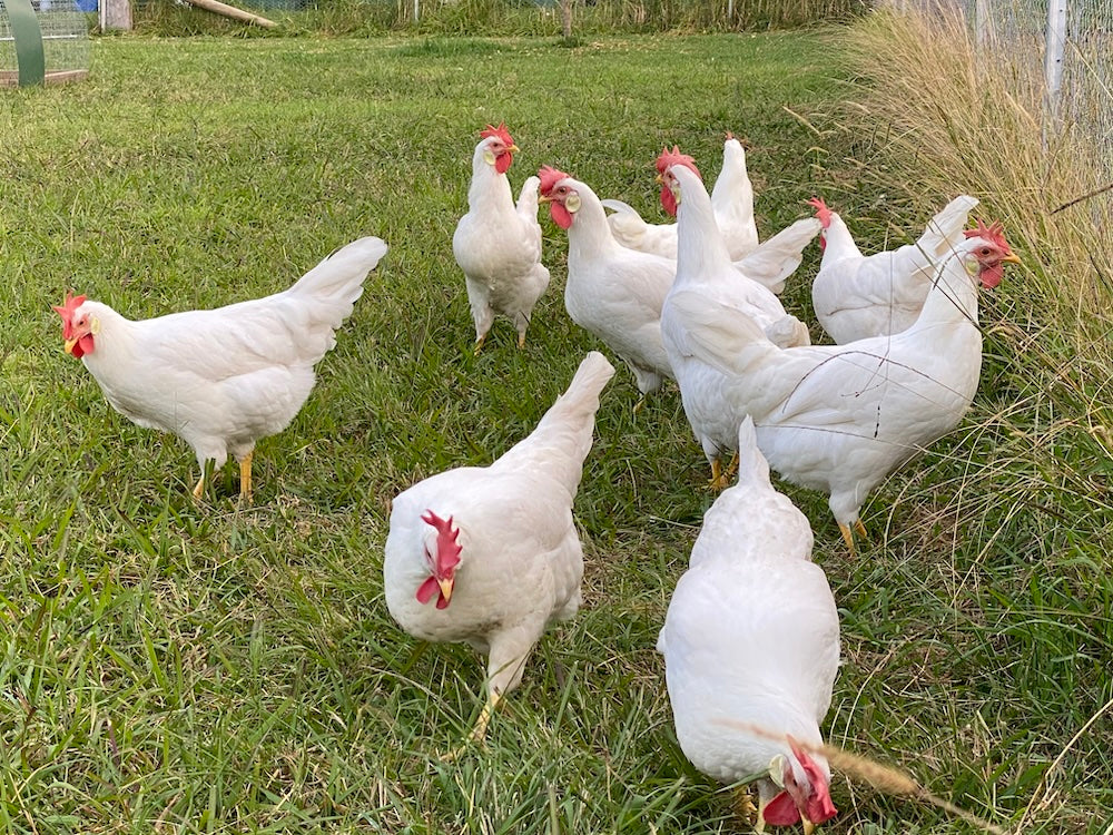 Which Chicken Breed Is Right For You? Find The Chook That Fits Your Life