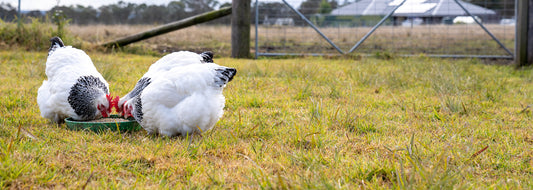 The Poodle and The Hen Sussex Hens