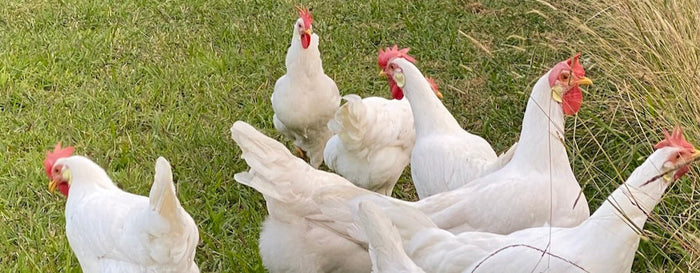 The Best Egg-Laying Chicken Breeds for Your Backyard