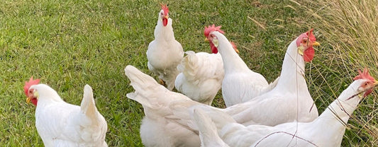 The Best Egg-Laying Chicken Breeds for Your Backyard