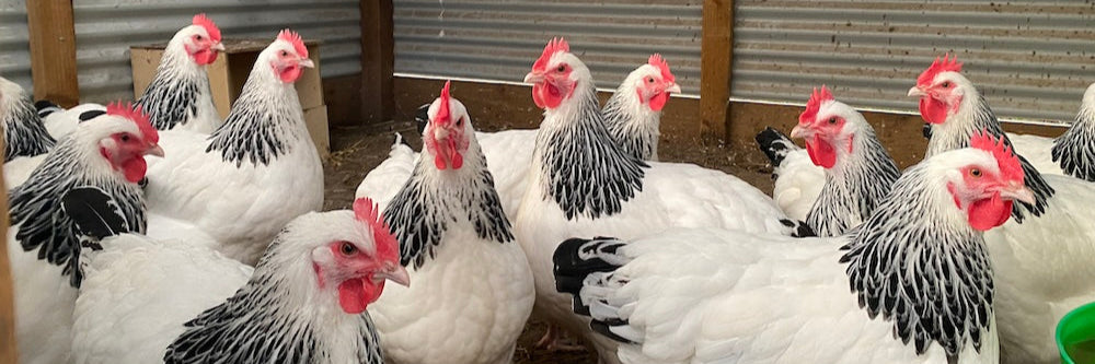 The Best Backyard Chicken Breeds for Meat Production in Australia