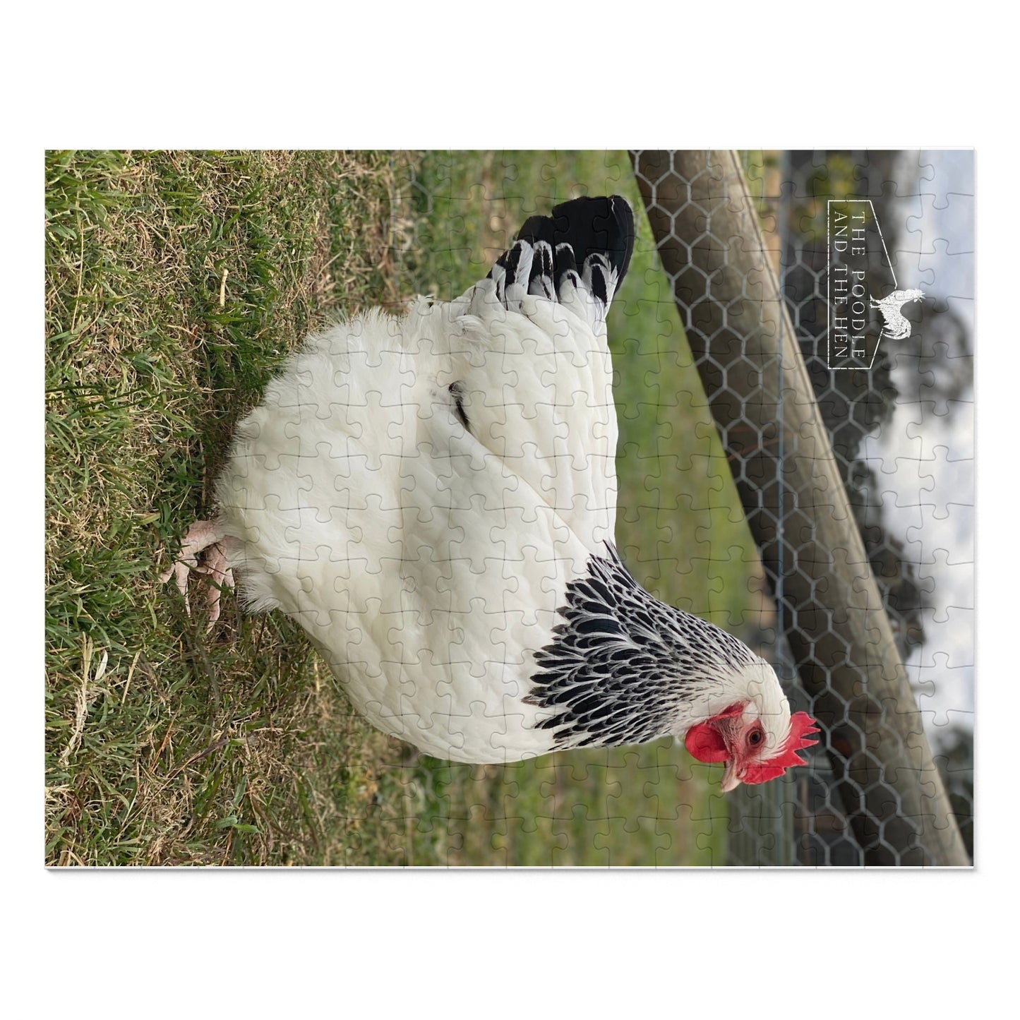 The Poodle and The Hen | Light Sussex Hen | Jigsaw Puzzle with Tin