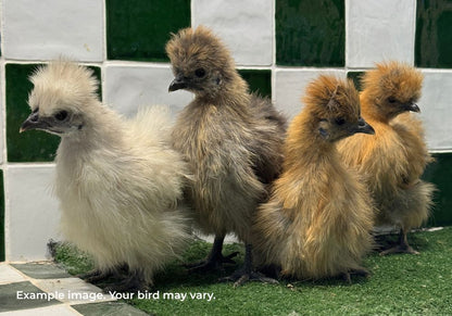 Silkie Chickens Australia | Backyard Pet Chicken Breed