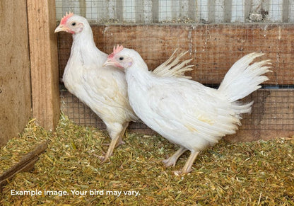White Leghorn Chickens Australia | Best Backyard Egg Layers