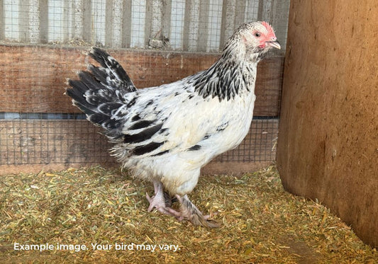 Faverolles Cross Chickens Australia | Gentle Backyard Breed