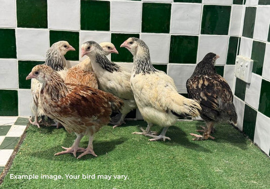 Faverolles Cross Chickens Australia | Gentle Backyard Breed