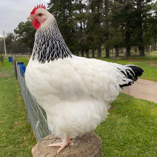 A LIGHT SUSSEX CHICKEN