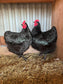 Australorp Chickens