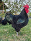 Australorp Chickens