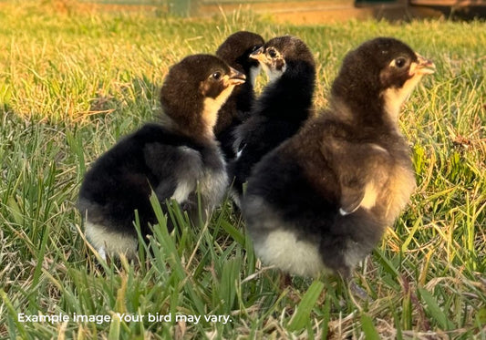 Australorp Chickens Australia | Australia's Own Breed