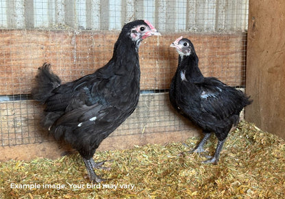Australorp Chickens Australia | Australia's Own Breed