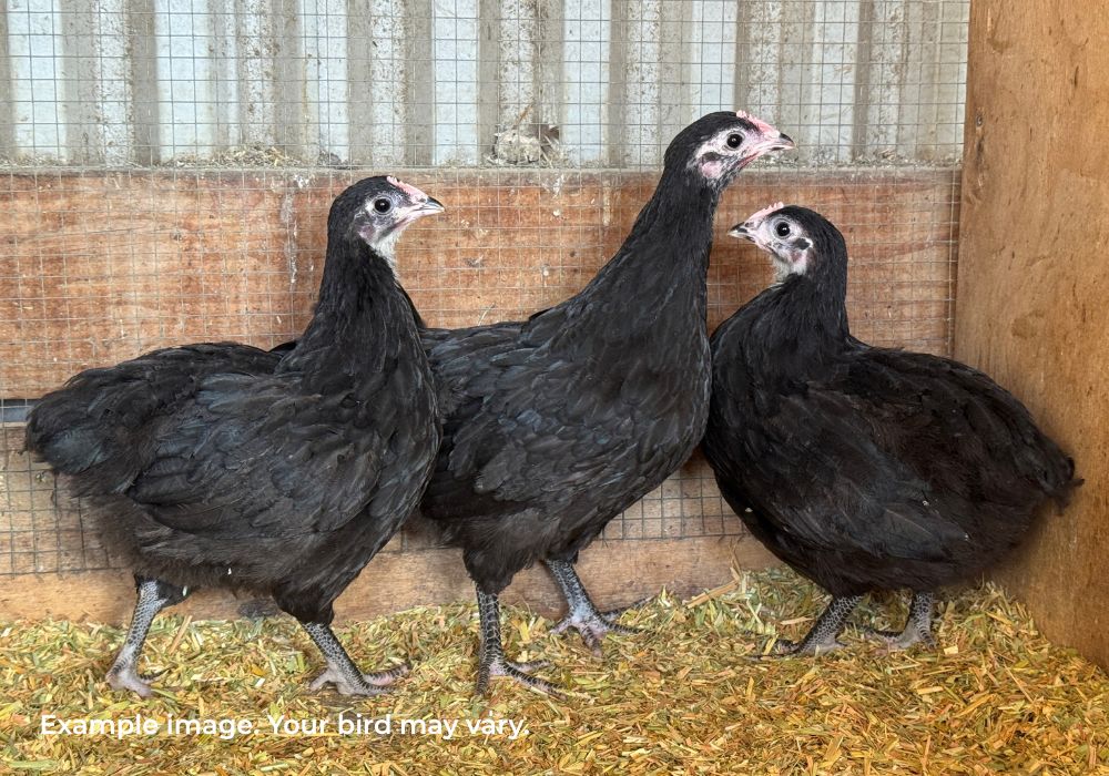 Australorp Chickens Australia | Australia's Own Breed