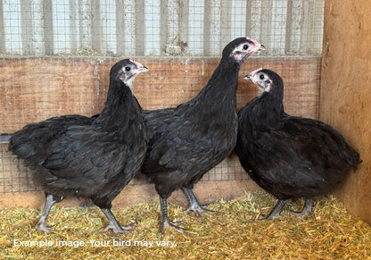 Australorp Chickens Australia | Australia's Own Breed