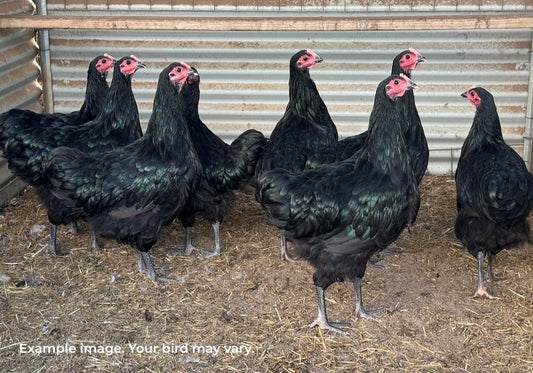 Australorp Chickens Australia | Australia's Own Breed