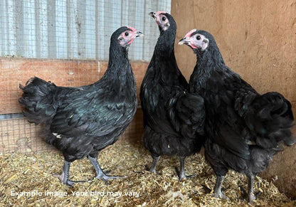 Australorp Chickens Australia | Australia's Own Breed