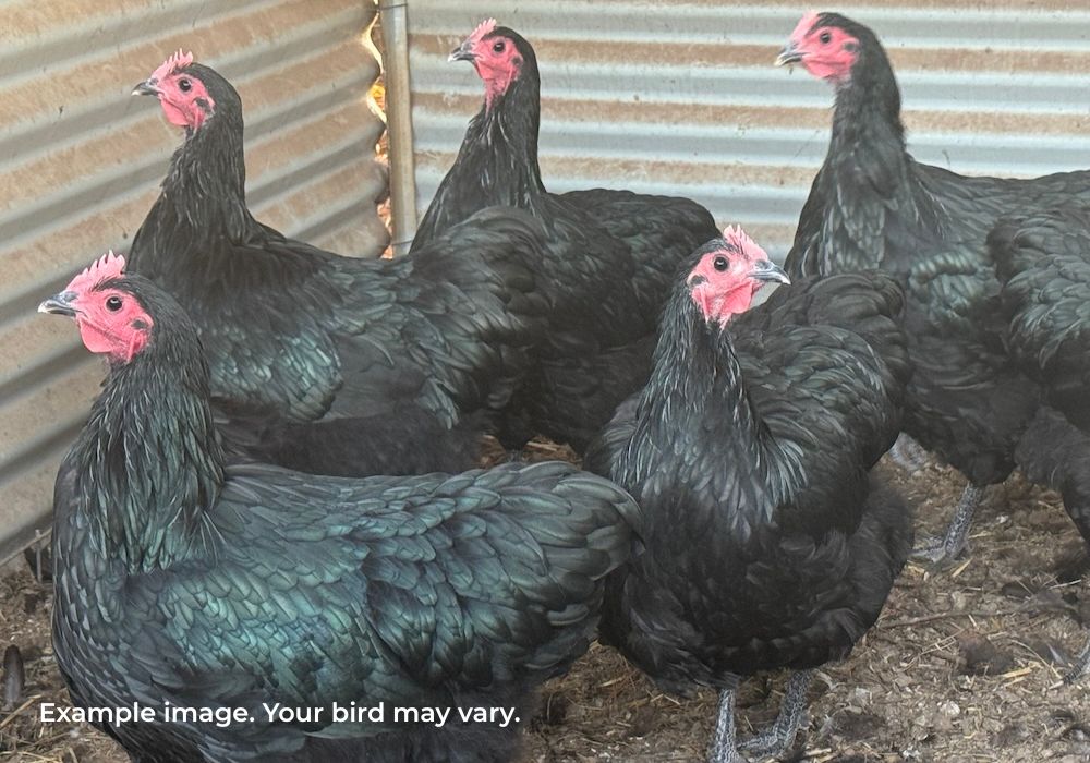 Australorp Chickens Australia | Australia's Own Breed